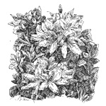Planten studie